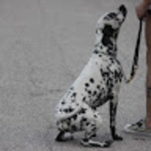 Meet your Posher, Shelly